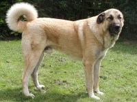 Anatolian Shepherd Dog thumbnail